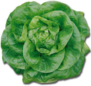 HydDelicious Hydroponic Lettuce