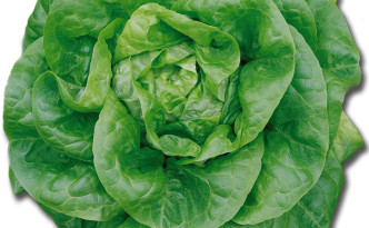 Delicious Hydroponic Lettuce